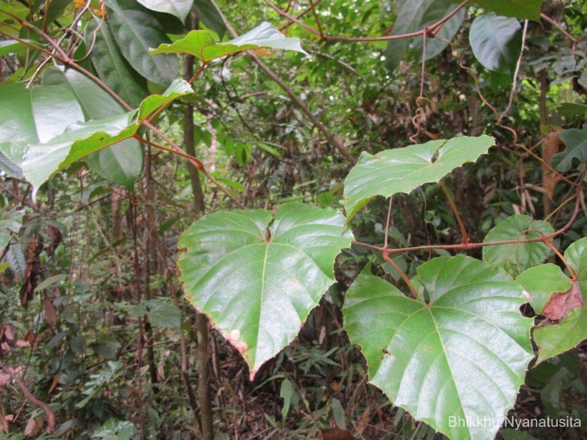 Ampelocissus indica (L.) Planch.